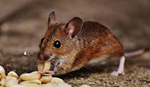 24 Hour & Emergency Exterminators in Mem, TN